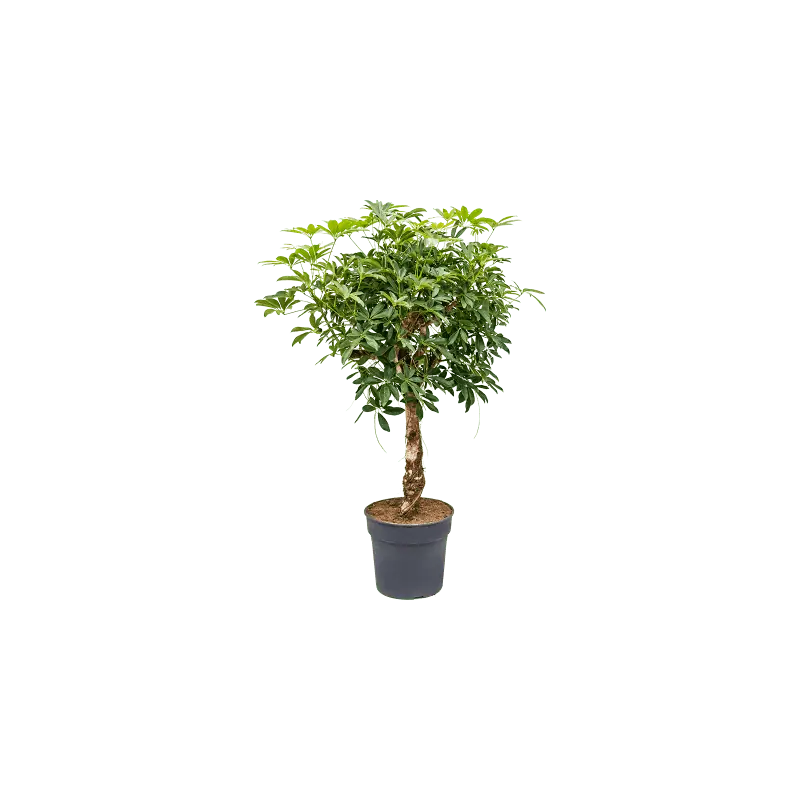 Speciale deal | Schefflera arboricola op stam