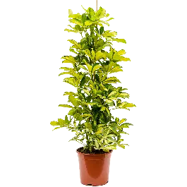 Nieuw binnengekomen - Schefflera Dalton