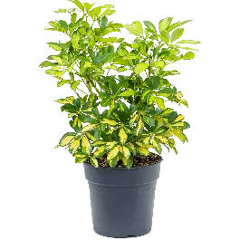 Erg populair - Schefflera Gold Capella