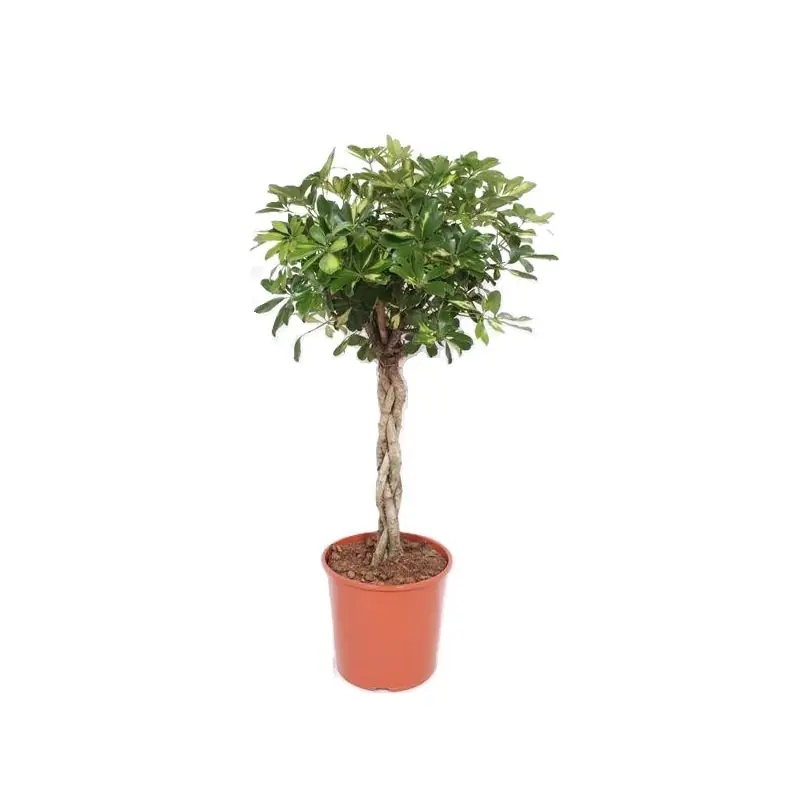 Schefflera Gold Capella gevlochten stam - Direct beschikbaar