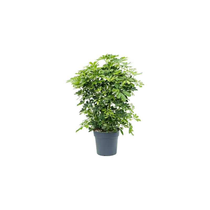 Dagdeal | Schefflera Gold Capella vertakt