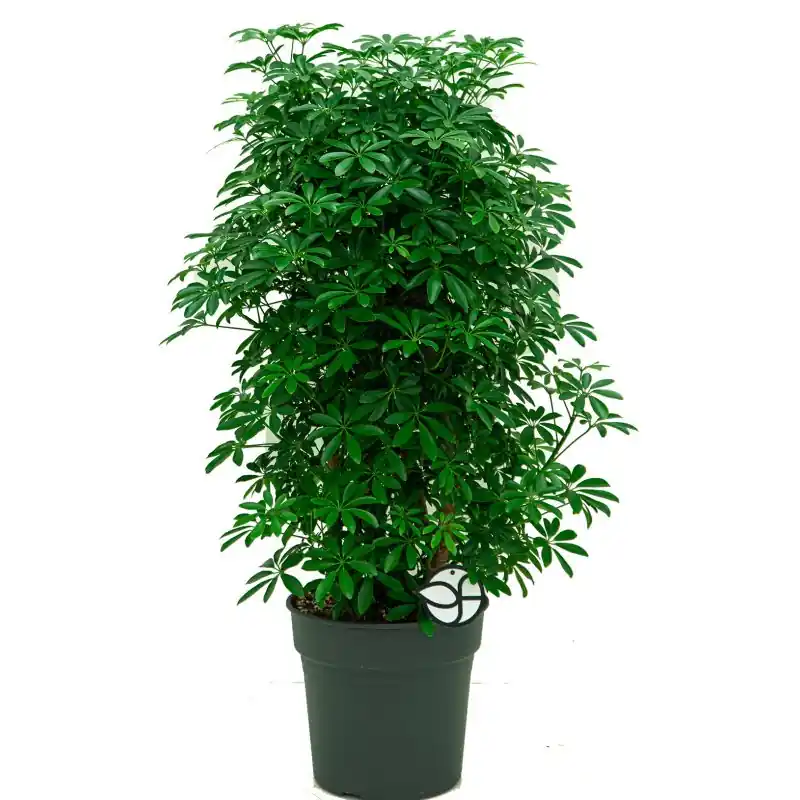 Direct leverbaar - Schefflera Luseana vertakt