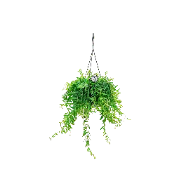 Aeschynanthus Japhrolepis - Voeg toe aan winkelwagen