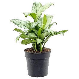 Aglaonema Christina - Uitverkoop