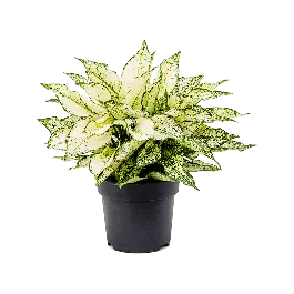 Premiumkwaliteit - Aglaonema White Kiwi