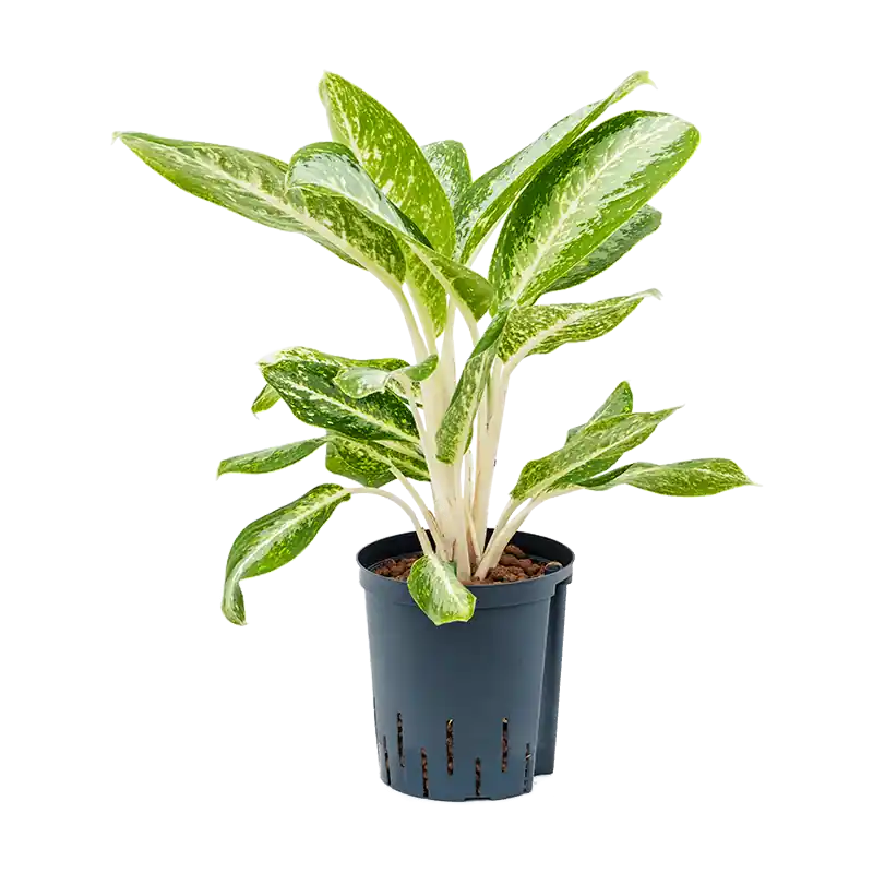 Deal | Aglaonema Milky Way