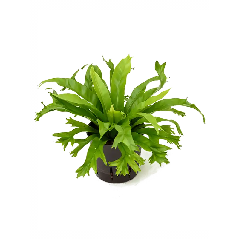 Asplenium Amy - Direct beschikbaar