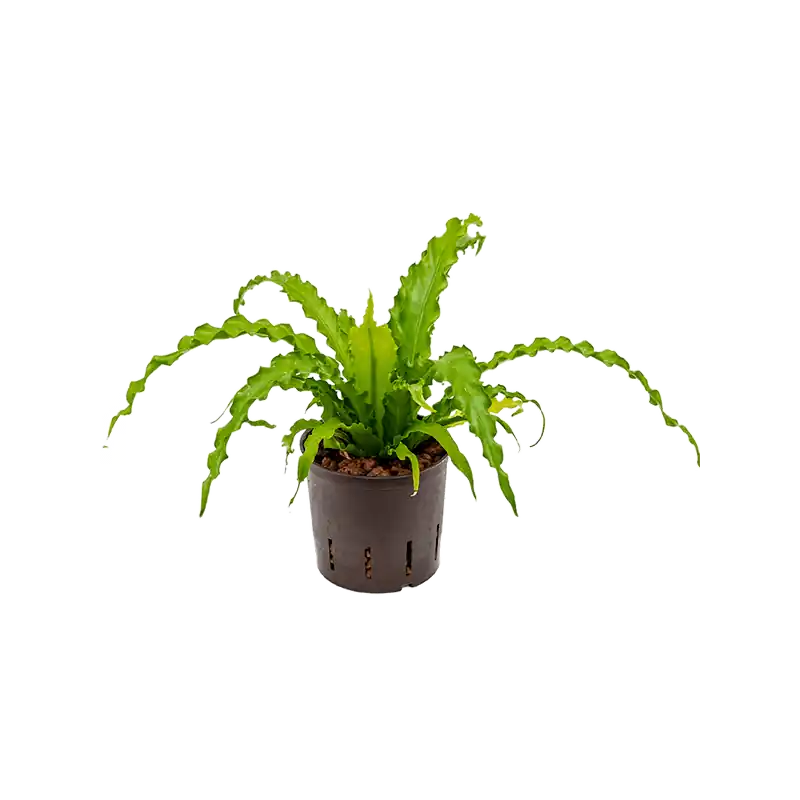 Rechtstreeks van de fabrikant | Asplenium Osaka