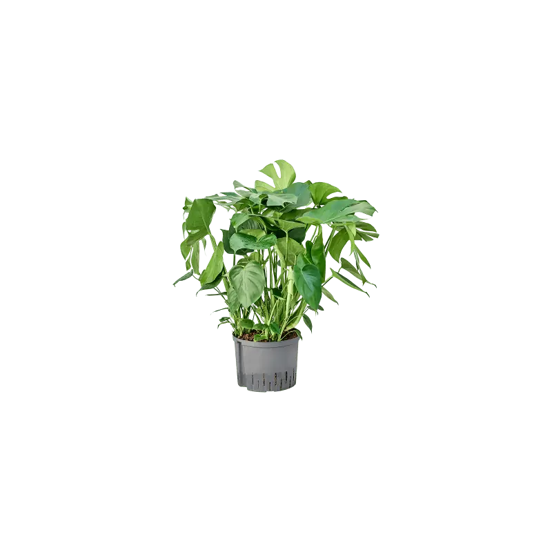 Populair | Monstera deliciosa