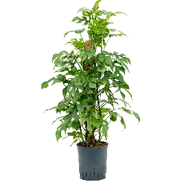 Monstera Minima mosstok - Premium