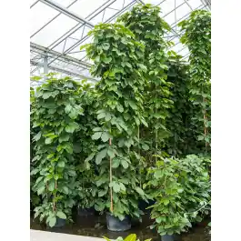 Tetrastigma Voinierianum piramide - Erg populair