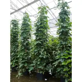 Tetrastigma Voinierianum piramide | Laatste dagen