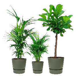Groene planten in Elho Greenville groen | Populair