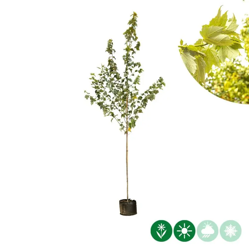 Outlet | Acer Ocktober Glory