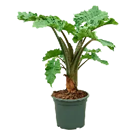 Direct leverbaar | Alocasia Low Rider