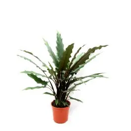 Alocasia lauterbachiana | Voordeelprijs