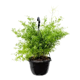 Asparagus sprengerii | Tijdelijke aanbieding
