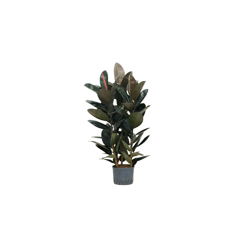 Ficus Elastica Abidjan toef | Dagdeal