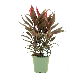 Superprijs | Cordyline Tango