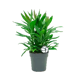 Veel voordeel | Cordyline glauca