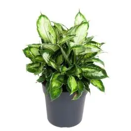 Premiumkwaliteit | Dieffenbachia Cool Beauty