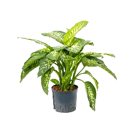 Dieffenbachia Reeva | Scherpe prijs