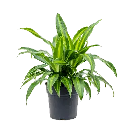Verlaagde prijs - Dracaena Arco Iris