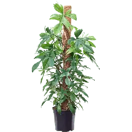 Goed beoordeeld - Philodendron Florida Beauty