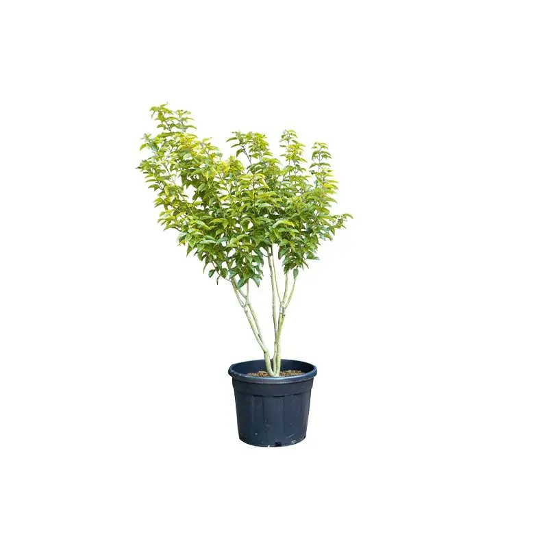 Bestseller - Acer davidii - meerstammig