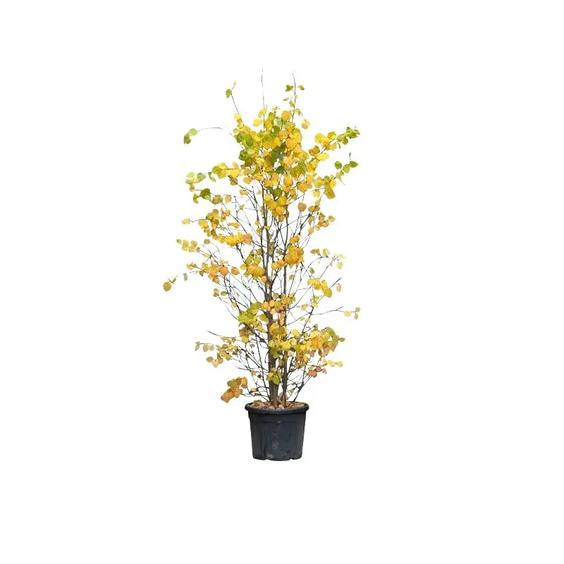 Makkelijk bestellen | Cercidiphyllum japonicum meerstammig