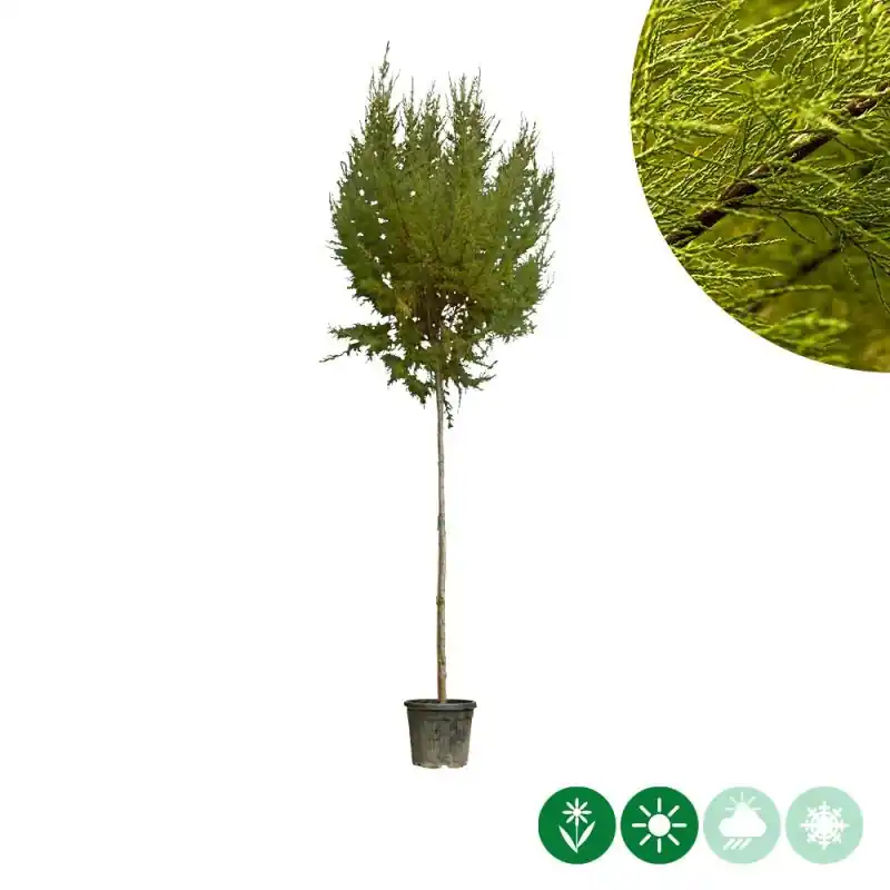 Verlaagde prijs | Tamarix tetrandra