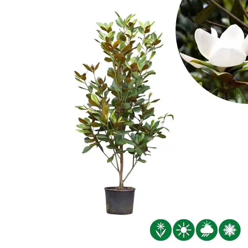 Direct kopen - Magnolia Galissonière - solitair