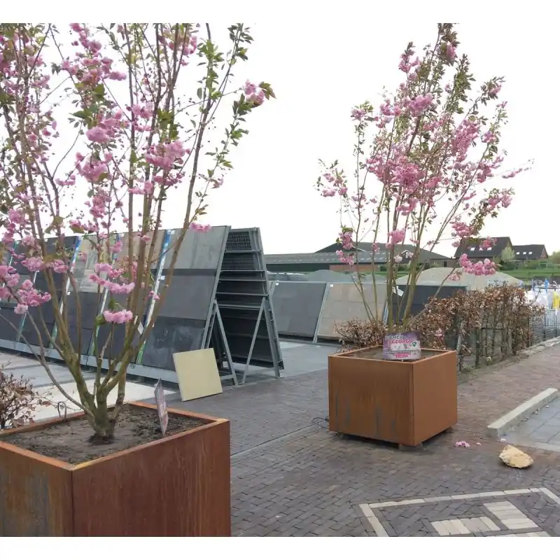 Prunus Kanzan - meerstammig | Net binnen