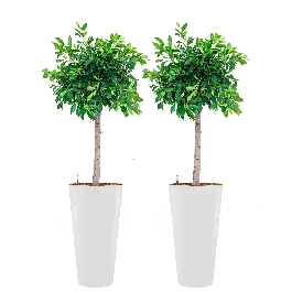 Ficus Nitida in Runner rond wit - Premiumkwaliteit