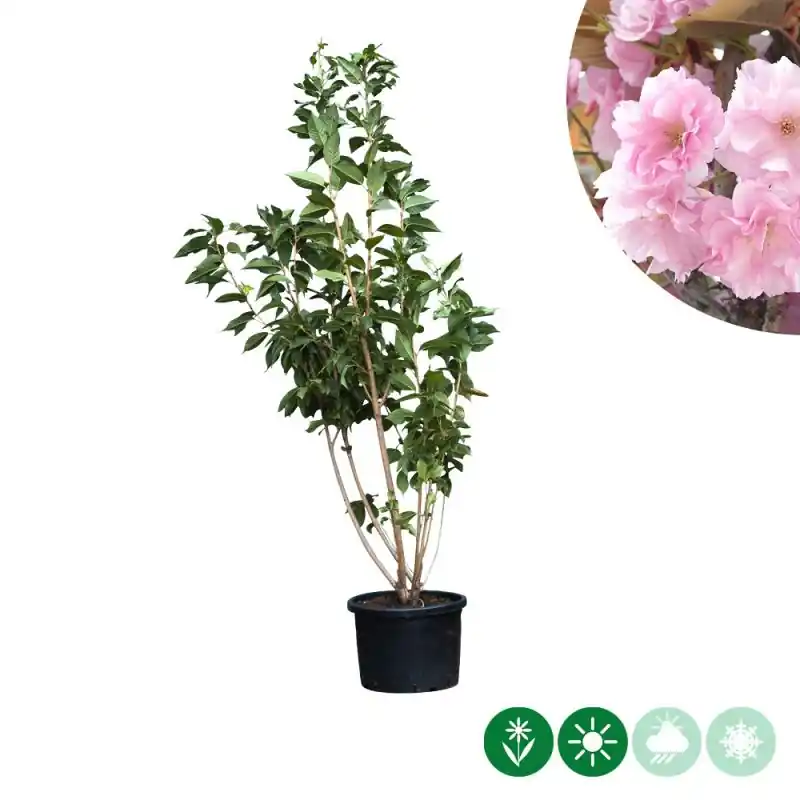 Prunus sargentii - meerstammig | Bestseller