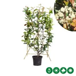 Bespaar meer - Photinia Red Robin - haagelement