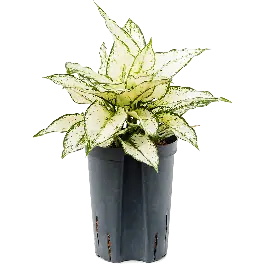 Rechtstreeks uit de fabriek - Aglaonema Kiwi