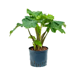 Outlet - Alocasia Low Rider