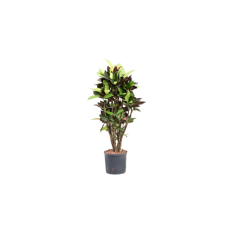 Topproduct | Croton Mrs. Iceton vertakt