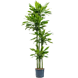 Voorraad bijna op - Dracaena Golden Coast 4-stam