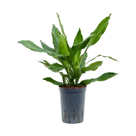 Dracaena Janet Lind - Sale