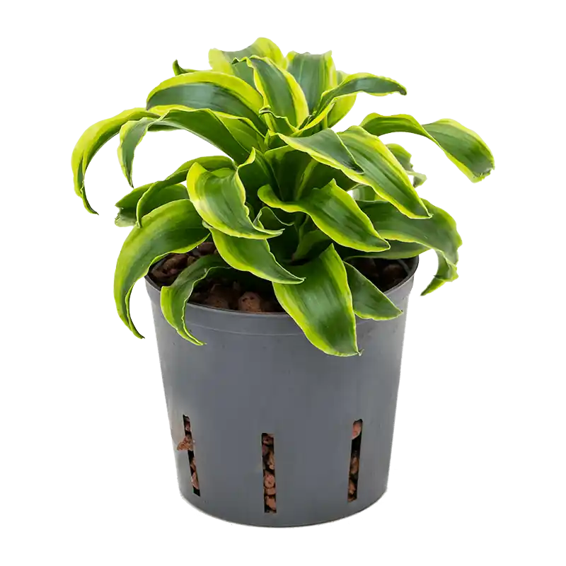 Bespaar nu - Dracaena Tornado