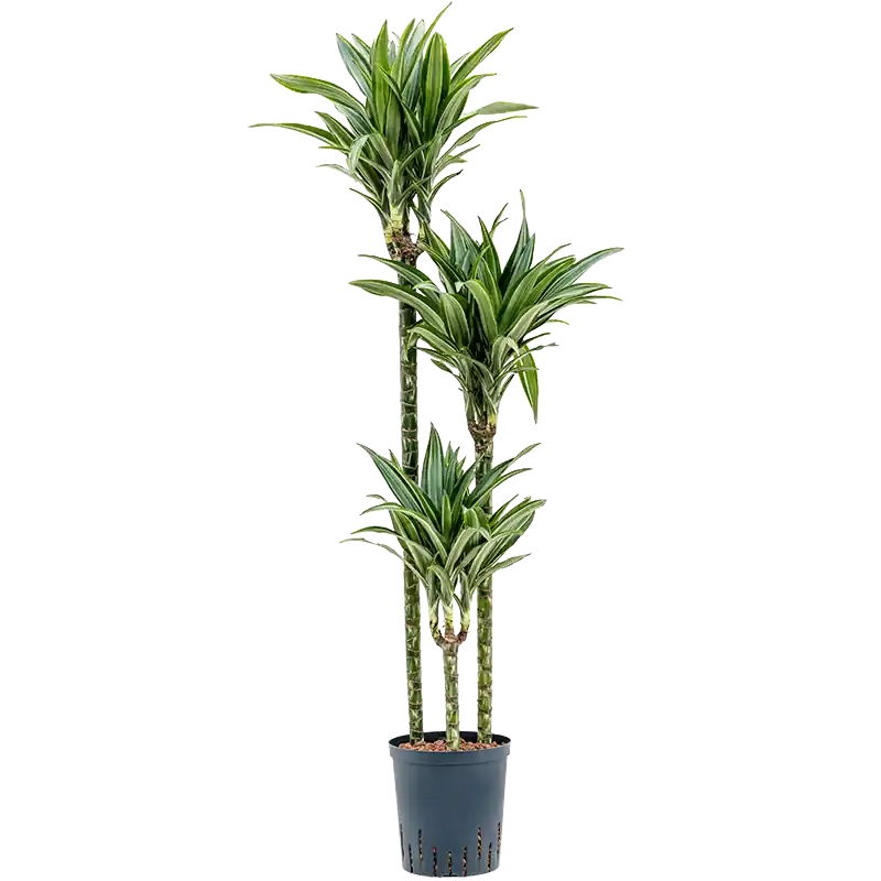 Dracaena Ulises 3-stam | Expreslevering
