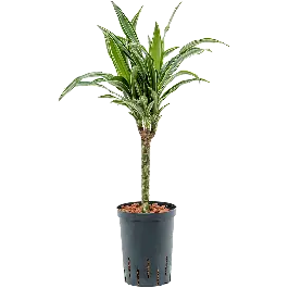 Korting | Dracaena Ulises