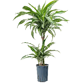Dracaena Ulises 2-stam | Bestelbaar