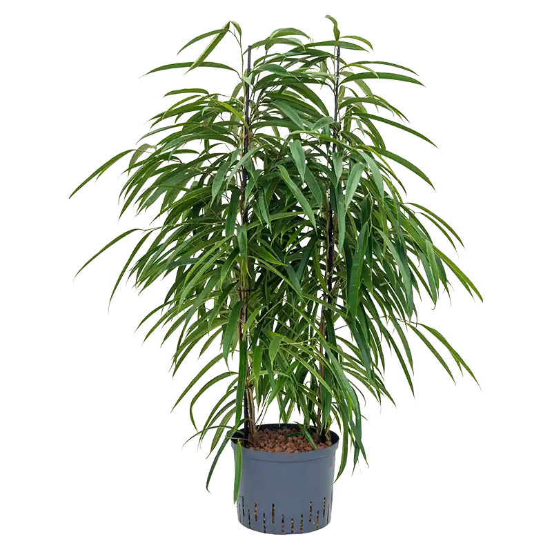 Nieuw gelanceerd | Ficus Alii toef