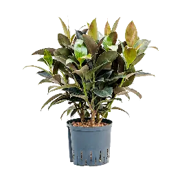 Ficus Elastica Melany | Pak je kans