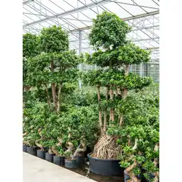 Ficus Microcarpa Ginseng XXXXL - Favoriet van klanten