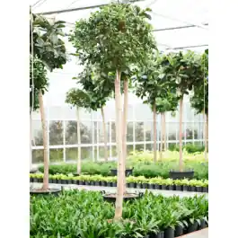 Ficus Nitida op stam - Direct van de fabrikant