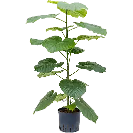 Hoog gewaardeerd - Ficus Umbellata